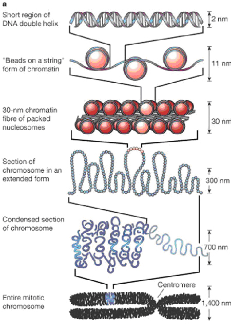 How DNA Is Packaged In A Cell | GIST Support International